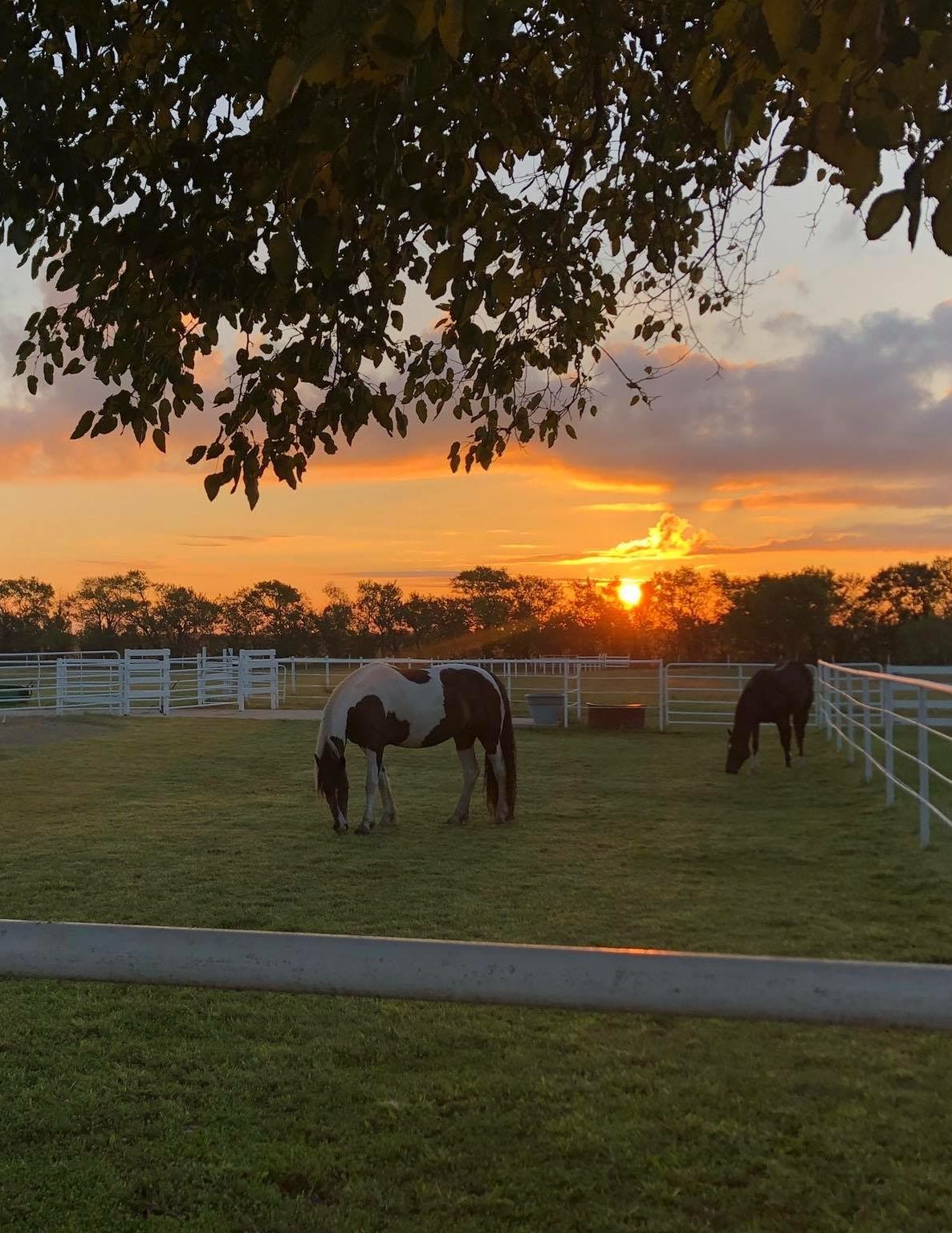 Photo  of horses grazing